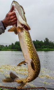pêche du brochet aux leurres de surface en Laponie Suédoise