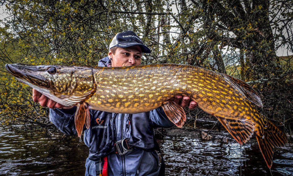 Brochet du limousin