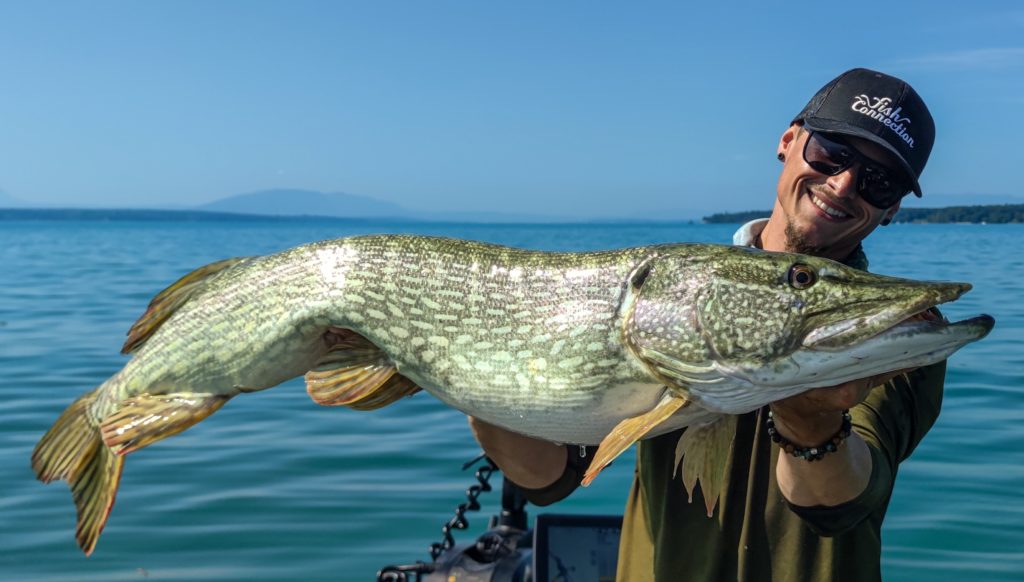 Brochet géant du lac Léman