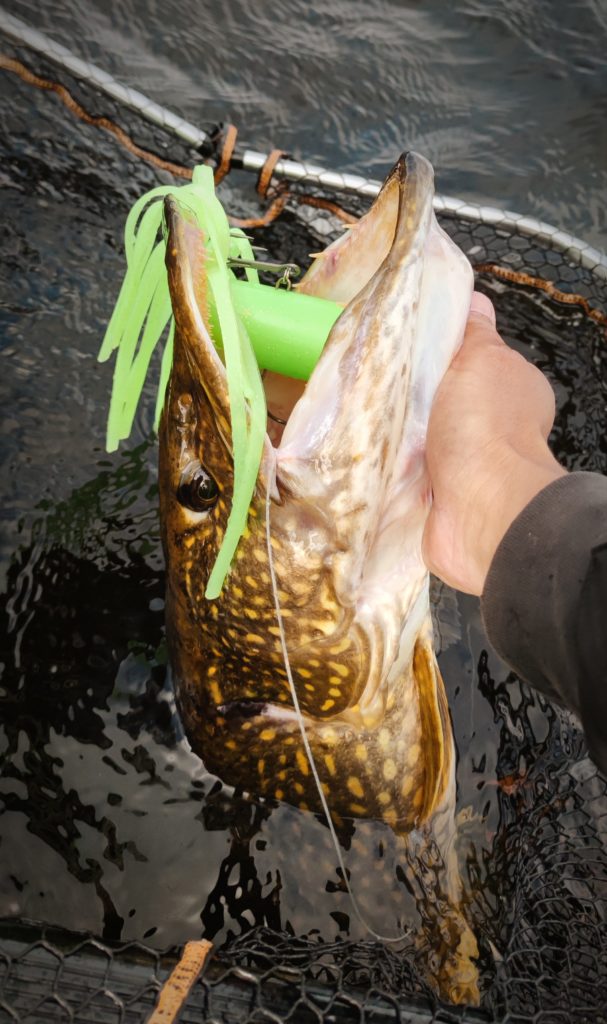 Brochet à l'esox toy